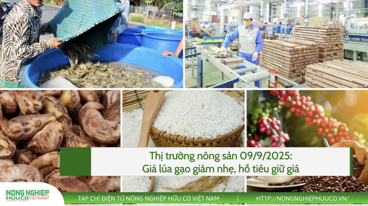 Thị trường nông sản 09/9/2025: Giá lúa gạo giảm nhẹ, hồ tiêu giữ giá