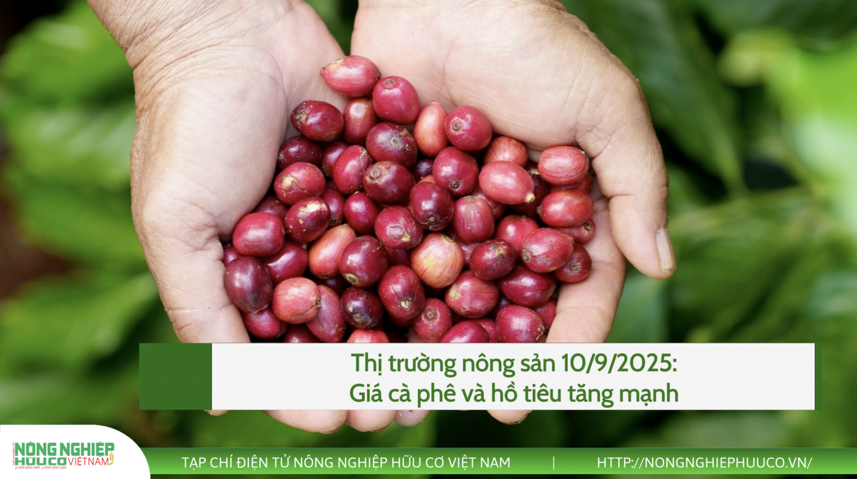 Thị trường nông sản 10/9/2025: Giá cà phê và hồ tiêu tăng mạnh