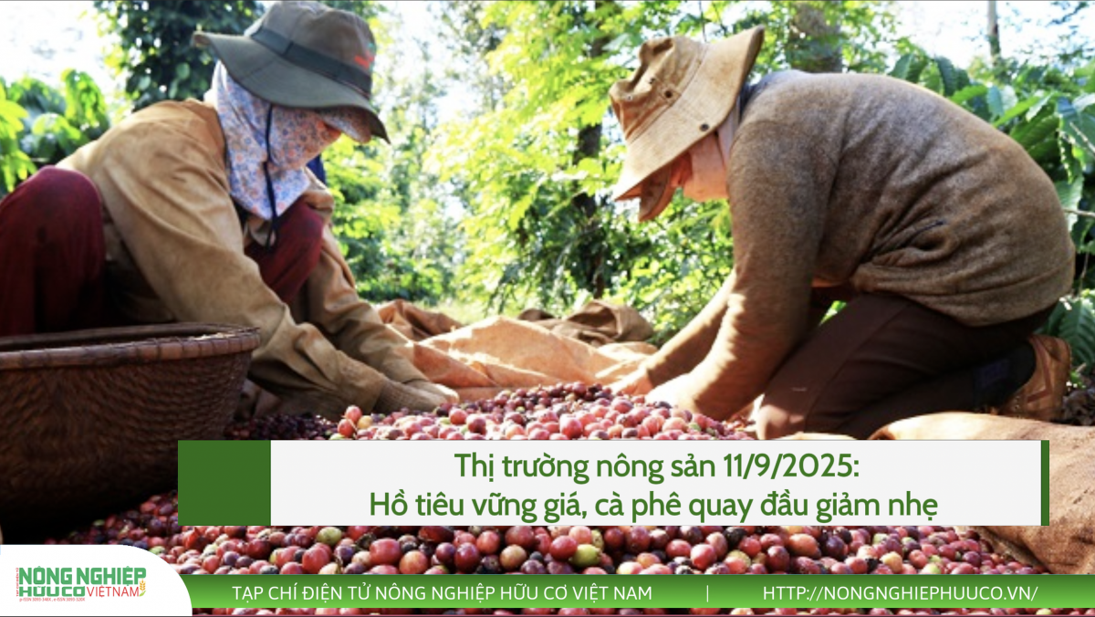 Thị trường nông sản 11/9/2025: Hồ tiêu vững giá, cà phê quay đầu giảm nhẹ
