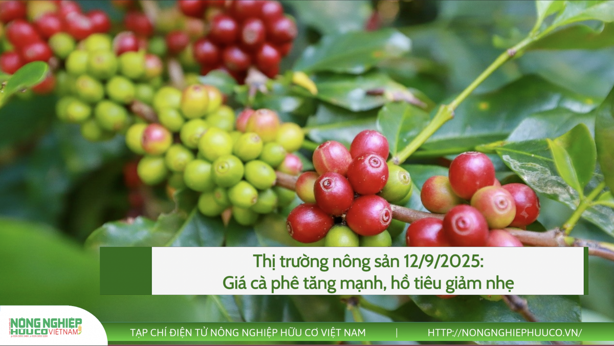 Thị trường nông sản 12/9/2025: Giá cà phê tăng mạnh, hồ tiêu giảm nhẹ