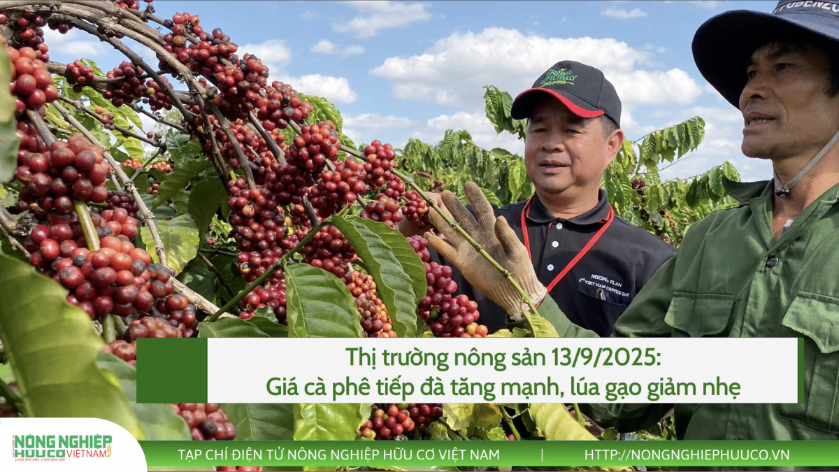 Thị trường nông sản 13/9/2025: Giá cà phê tiếp đà tăng mạnh, lúa gạo giảm nhẹ