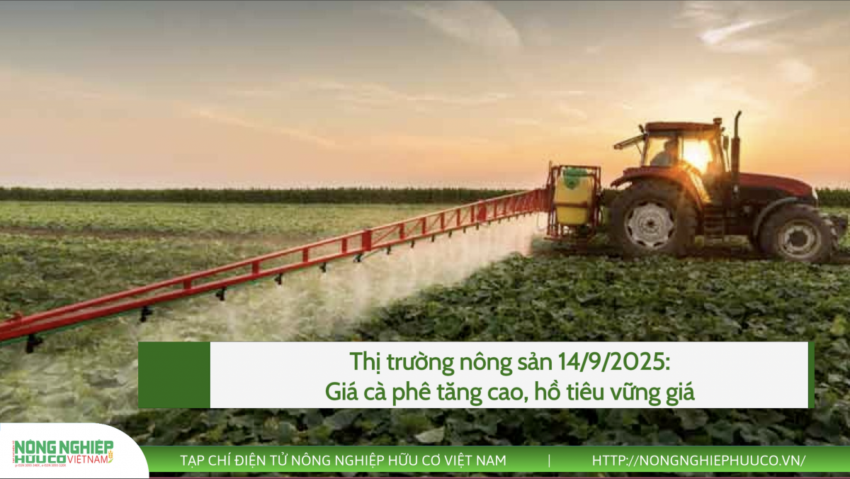 Thị trường nông sản 14/9/2025: Giá cà phê tăng cao, hồ tiêu vững giá