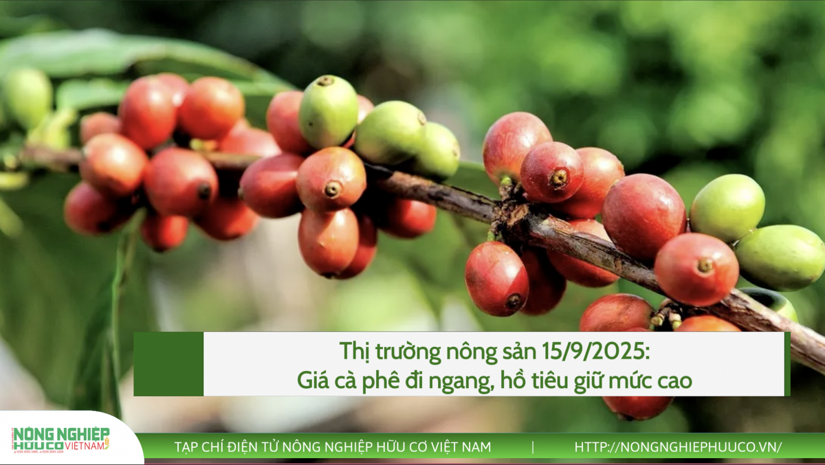 Thị trường nông sản 15/9/2025: Giá cà phê đi ngang, hồ tiêu giữ mức cao