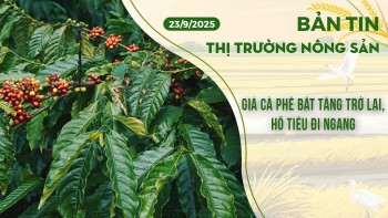 Thị trường nông sản 23/9/2025: Giá cà phê bật tăng trở lại, hồ tiêu đi ngang