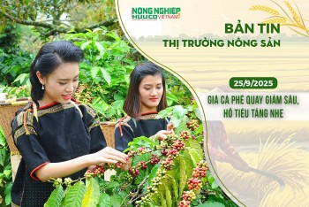 Thị trường nông sản 25/9/2025: Giá cà phê quay giảm sâu, hồ tiêu tăng nhẹ