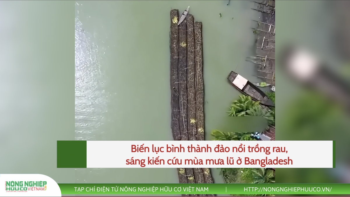 Sáng kiến biến lục bình thành đảo nổi trồng rau mùa mưa lũ ở Bangladesh