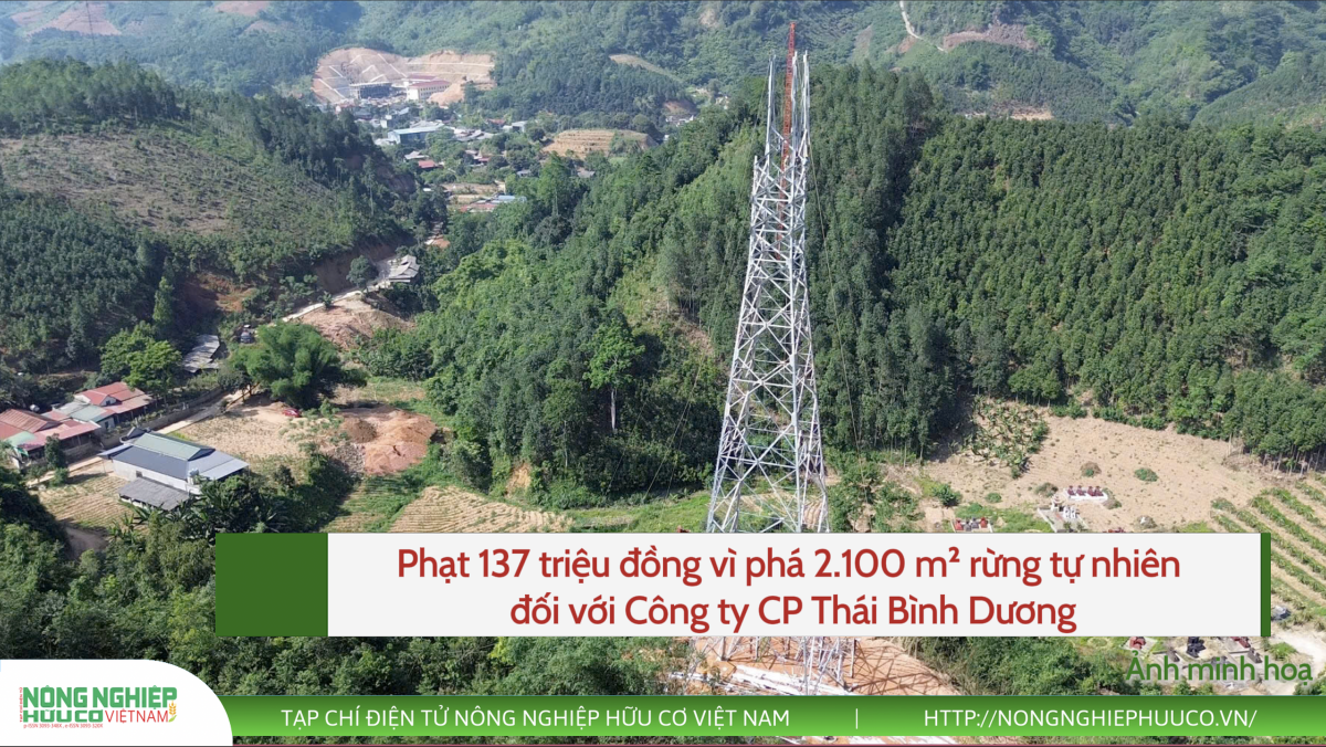 Xử phạt Công ty CP Thái Bình Dương 137 triệu đồng vì phá 2.100 m² rừng tự nhiên