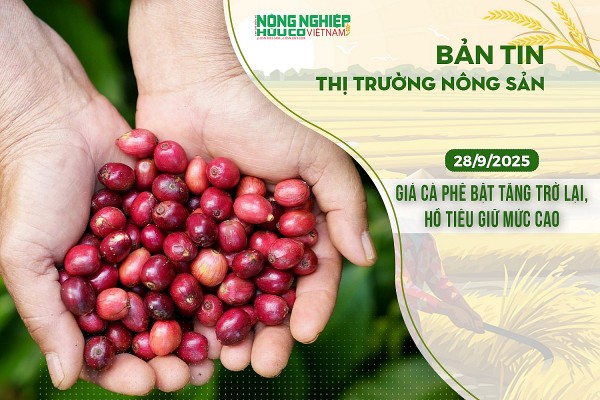 Thị trường nông sản 28/9/2025: Giá cà phê bật tăng trở lại, hồ tiêu giữ mức cao
