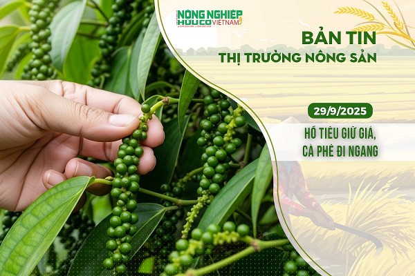 Thị trường nông sản 29/9/2025: Hồ tiêu giữ giá, cà phê đi ngang