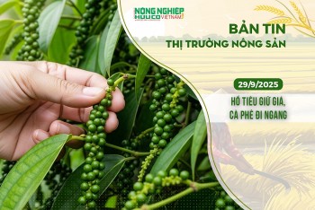 Thị trường nông sản 29/9/2025: Hồ tiêu giữ giá, cà phê đi ngang