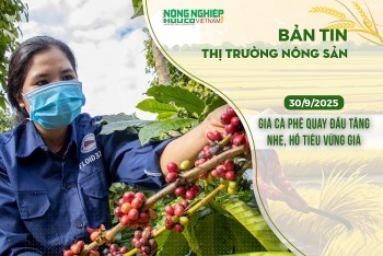 Thị trường nông sản 30/9/2025: Giá cà phê quay đầu tăng nhẹ, hồ tiêu vững giá