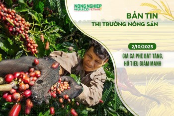 Thị trường nông sản 02/10/2025: Giá cà phê bật tăng, hồ tiêu giảm mạnh