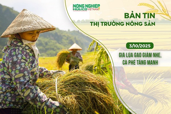 Thị trường nông sản 03/10/2025: Giá lúa gạo giảm nhẹ, cà phê tăng mạnh