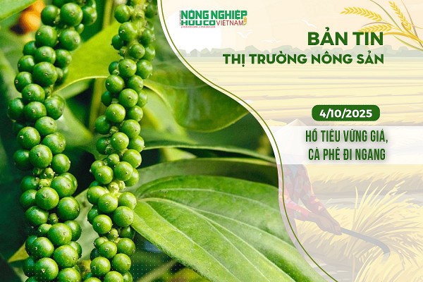 Thị trường nông sản 04/10/2025: Hồ tiêu vững giá, cà phê đi ngang