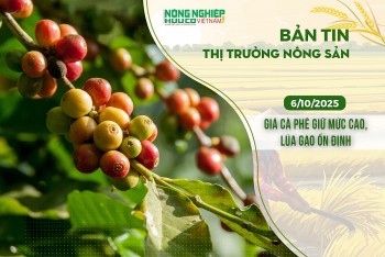 Thị trường nông sản 06/10/2025: Giá cà phê giữ mức cao, lúa gạo ổn định