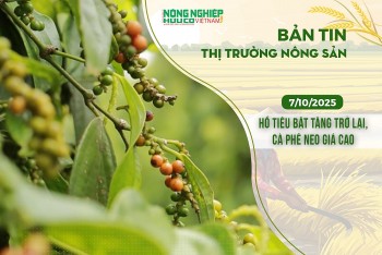 Thị trường nông sản 7/10/2025: Hồ tiêu bật tăng trở lại, cà phê neo giá cao