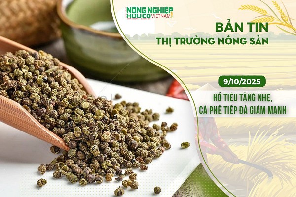 Thị trường nông sản 09/10/2025: Hồ tiêu tăng nhẹ, cà phê tiếp đà giảm mạnh