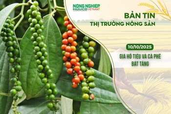 Thị trường nông sản 10/10/2025: Giá hồ tiêu và cà phê bật tăng