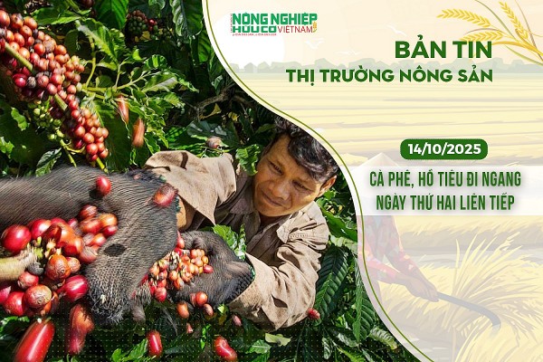 Thị trường nông sản 14/10/2025: Cà phê, hồ tiêu đi ngang ngày thứ hai liên tiếp