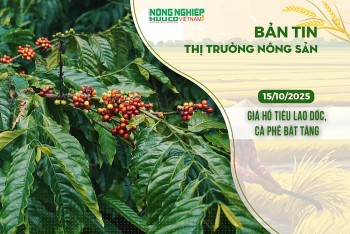 Thị trường nông sản 15/10/2025: Giá hồ tiêu lao dốc, cà phê bật tăng