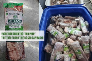 Vạch trần chiêu trò “phù phép” thịt trâu thành thịt bò cao cấp Wagyu