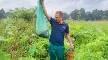 Cá rô Tổng Trường vào mùa – hương quê Ninh Bình giữa mùa vàng lúa chín