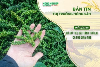 Thị trường nông sản 16/10/2025: Giá hồ tiêu bật tăng trở lại, cà phê giảm nhẹ