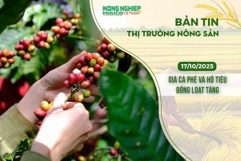 Thị trường nông sản 17/10/2025: Giá cà phê và hồ tiêu đồng loạt tăng
