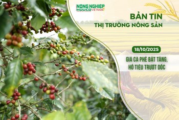 Thị trường nông sản 18/10/2025: Giá cà phê bật tăng, hồ tiêu trượt dốc