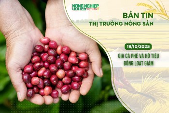 Thị trường nông sản 19/10/2025: Giá cà phê và hồ tiêu đồng loạt giảm