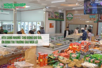 HTX Sáng Nhung: Chủ động giữ giá, ổn định thị trường nông sản sau mưa lũ