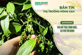 Thị trường nông sản 21/10/2025: Giá hồ tiêu tăng nhẹ, cà phê ổn định