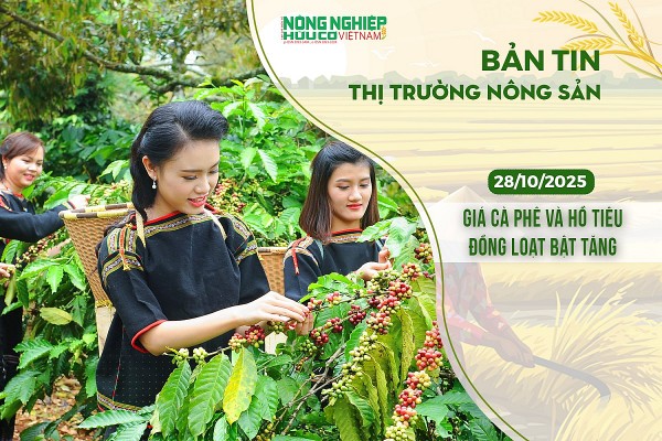 Thị trường nông sản 28/10/2025: Giá cà phê và hồ tiêu đồng loạt bật tăng