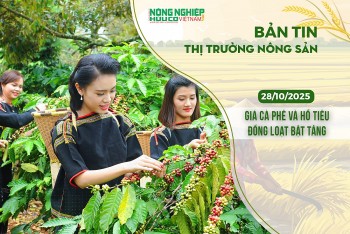 Thị trường nông sản 28/10/2025: Giá cà phê và hồ tiêu đồng loạt bật tăng