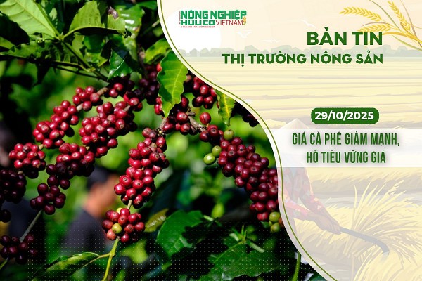 Thị trường nông sản 29/10/2025: Giá cà phê giảm mạnh, hồ tiêu vững giá Thị trường nông sản 29/10/2025: Giá cà phê giảm mạnh, hồ tiêu vững giá