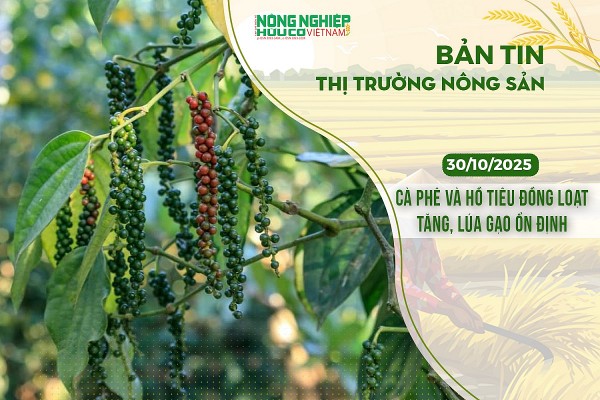 Thị trường nông sản 30/10/2025: Cà phê và hồ tiêu đồng loạt tăng, lúa gạo ổn định Thị trường nông sản 30/10/2025: Cà phê và hồ tiêu đồng loạt tăng, lúa gạo ổn định
