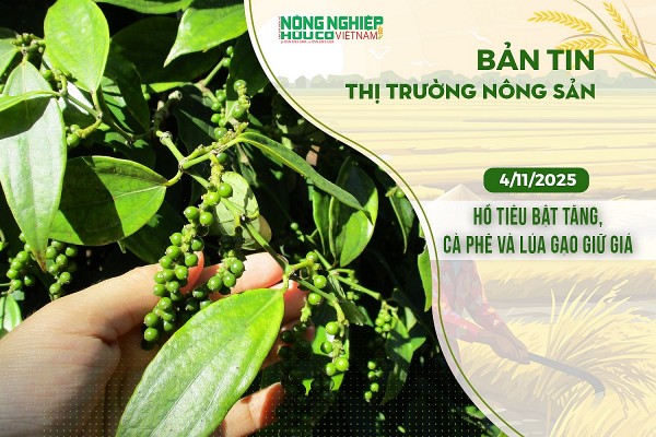 Thị trường nông sản 4/11/2025: Hồ tiêu bật tăng, cà phê và lúa gạo giữ giá