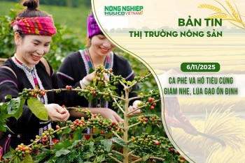 Thị trường nông sản 6/11/2025: Cà phê và hồ tiêu cùng giảm nhẹ, lúa gạo ổn định