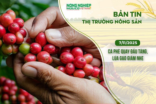 Thị trường nông sản 7/11/2025: Cà phê quay đầu tăng, lúa gạo giảm nhẹ
