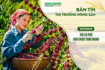 Thị trường nông sản 09/11/2025: Giá cà phê đảo chiều tăng mạnh