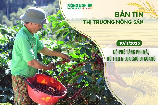 Thị trường nông sản 10/11/2025: Cà phê tăng phi mã, hồ tiêu cùng lúa gạo đi ngang