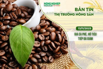 Thị trường nông sản 13/11/2025: Giá cà phê, hồ tiêu tiếp đà giảm