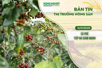 Thị trường nông sản 14/11/2025: Cà phê tiếp đà giảm mạnh