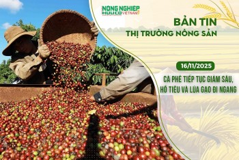 Thị trường nông sản 16/11/2025: Cà phê tiếp tục giảm sâu, hồ tiêu và lúa gạo đi ngang