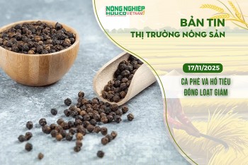Thị trường nông sản 17/11/2025: Cà phê và hồ tiêu đồng loạt giảm