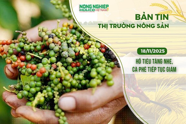 Thị trường nông sản 18/11/2025: Hồ tiêu tăng nhẹ, cà phê tiếp tục giảm