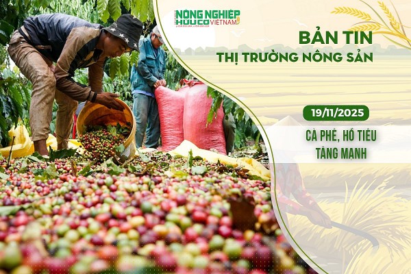 Thị trường nông sản 19/11/2025: Cà phê, hồ tiêu tăng mạnh