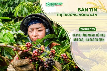 Thị trường nông sản 20/11/2025: Cà phê tăng mạnh, hồ tiêu neo cao, lúa gạo ổn định