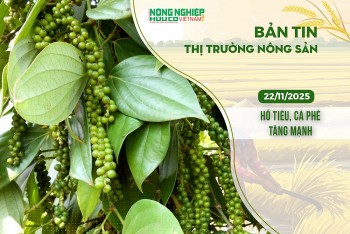 Thị trường nông sản 22/11/2025: Hồ tiêu, cà phê tăng mạnh