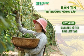 Thị trường nông sản 27/11/2025: Giá cà phê, hồ tiêu đồng loạt tăng